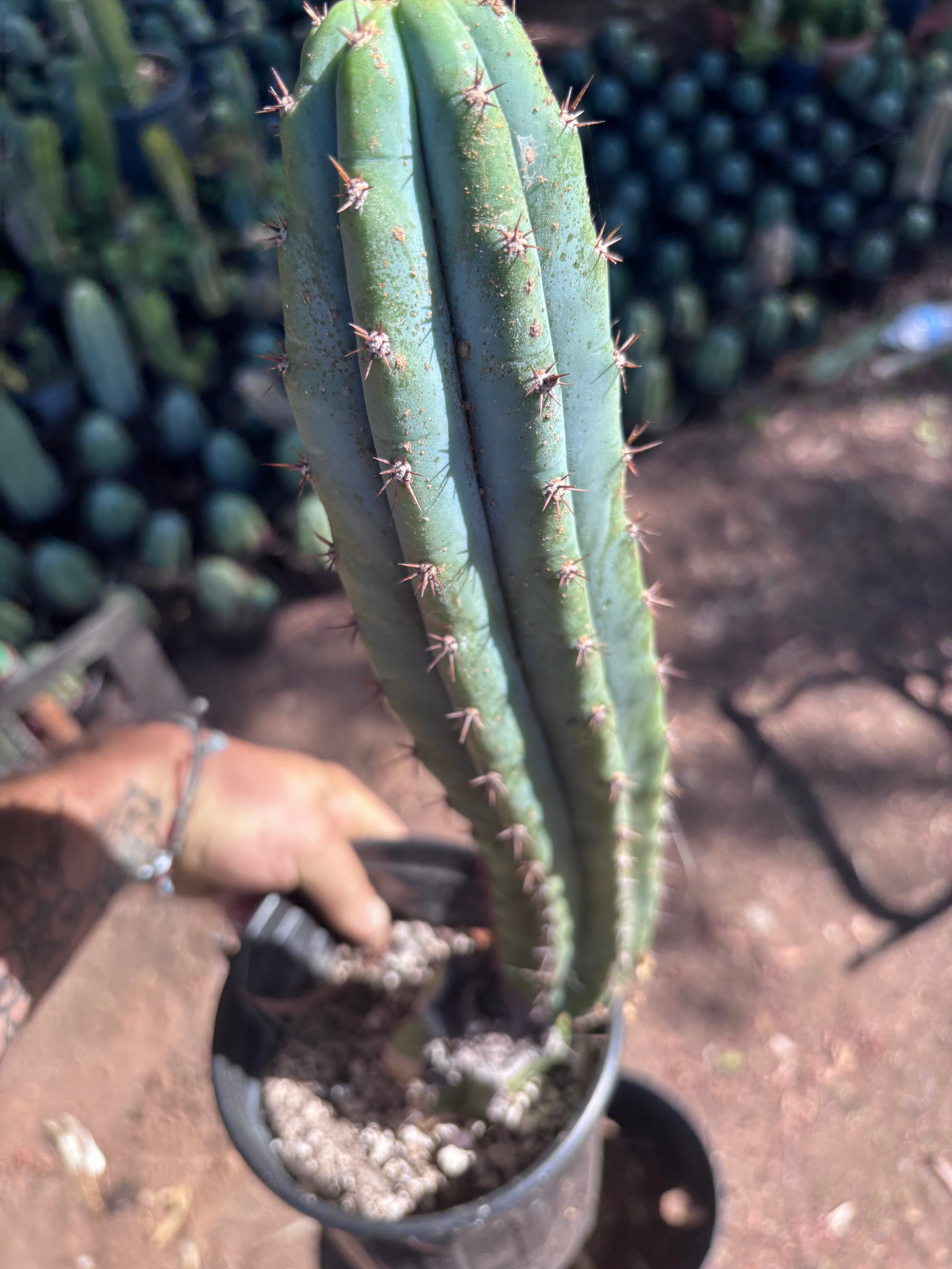 👑 Moran — Fully Rooted 15”