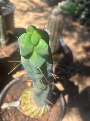 💎👑🌶️ Monster De Cota Cota — 8” Tip