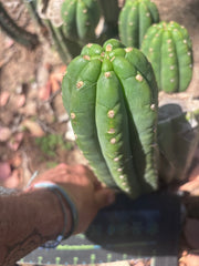 👑🌶️ The Field’s Pachanoi — 10” Pup