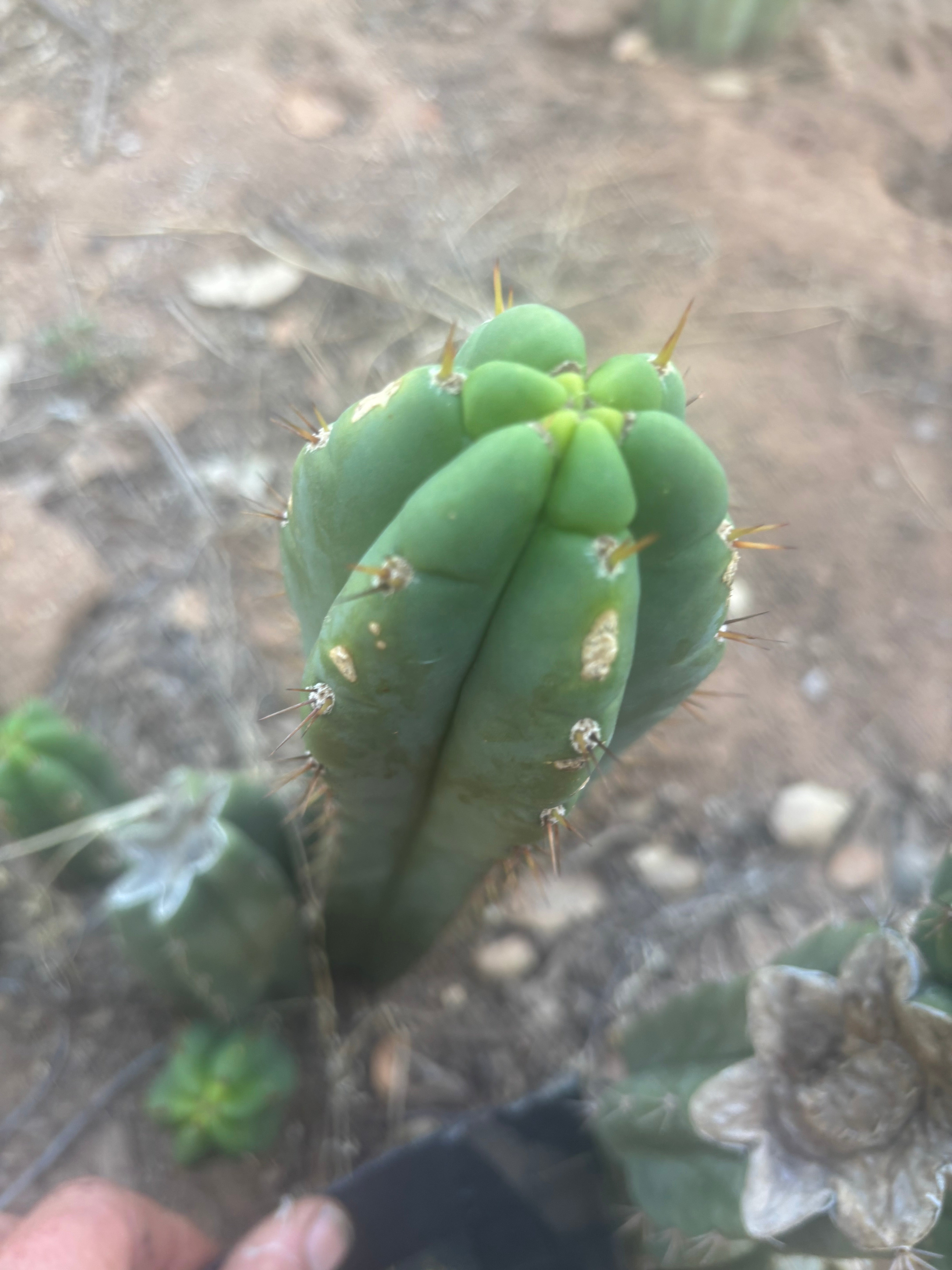 👑🌶️🌶️ Austy’s Bomb — 8.5” Tip