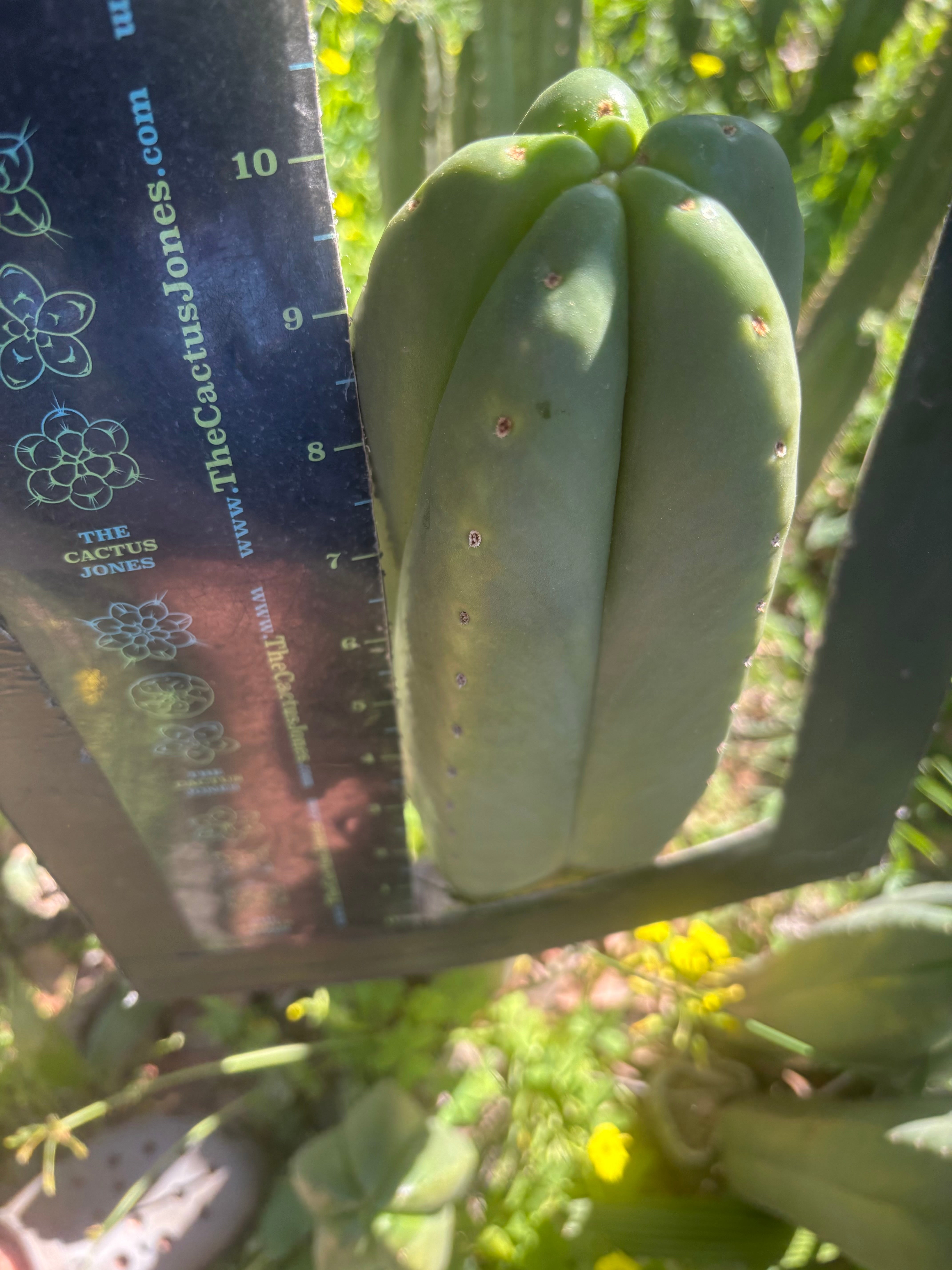 👑🌶️ Scop A — FAT 10” Tips