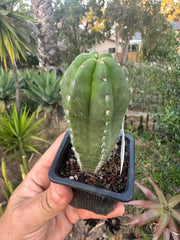 Restocked FREE Add On — Mature Tricho Seedlings — Various Genetics