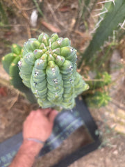 👑💎 Glorp — Another XL Graft