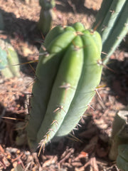 👑🌶️🌶️ Pala! — The Sunday Pup