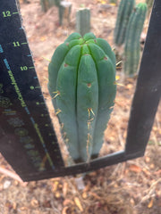 💎👑💎 Amazonas — 11” Tip