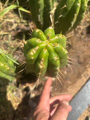 👑 The Jones Pink 🌸 — 8” Pup