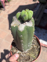👑💎🌶️ CSD — Pupping Slab Graft (Rooted / Whole)