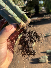 👑🌶️🌶️ SS02 — Rooted Mid