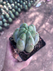 👑🌶️  Jiimz Strong Spine — Rooted Tips (Restocked)