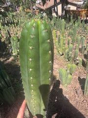 💎👑🌶️ Torres & Torres — XL 14” Tip