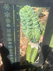 👑💎 Glorp — Another Fat XL Graft