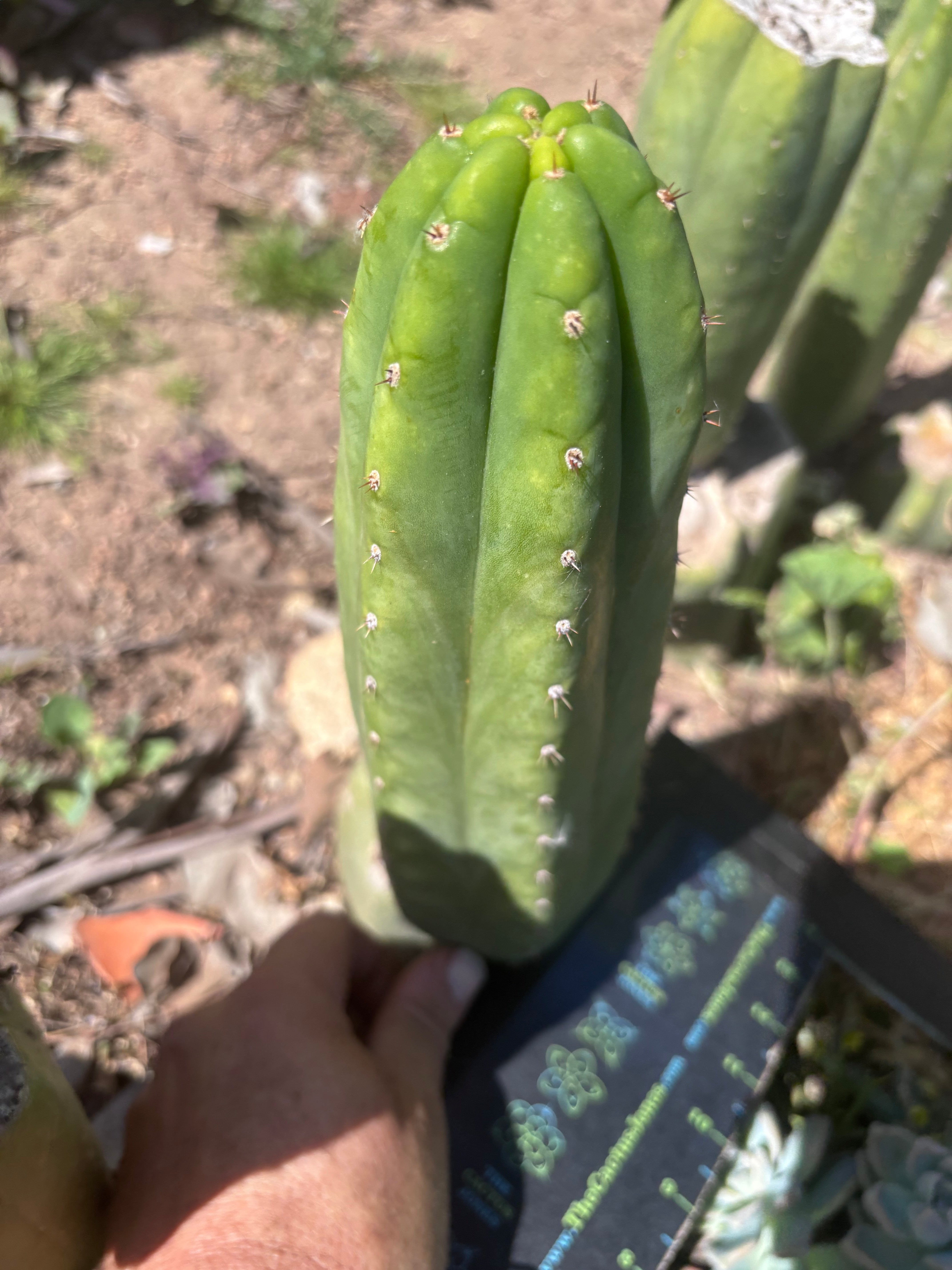 👑🌶️🌶️ Ogun — 11” Pup