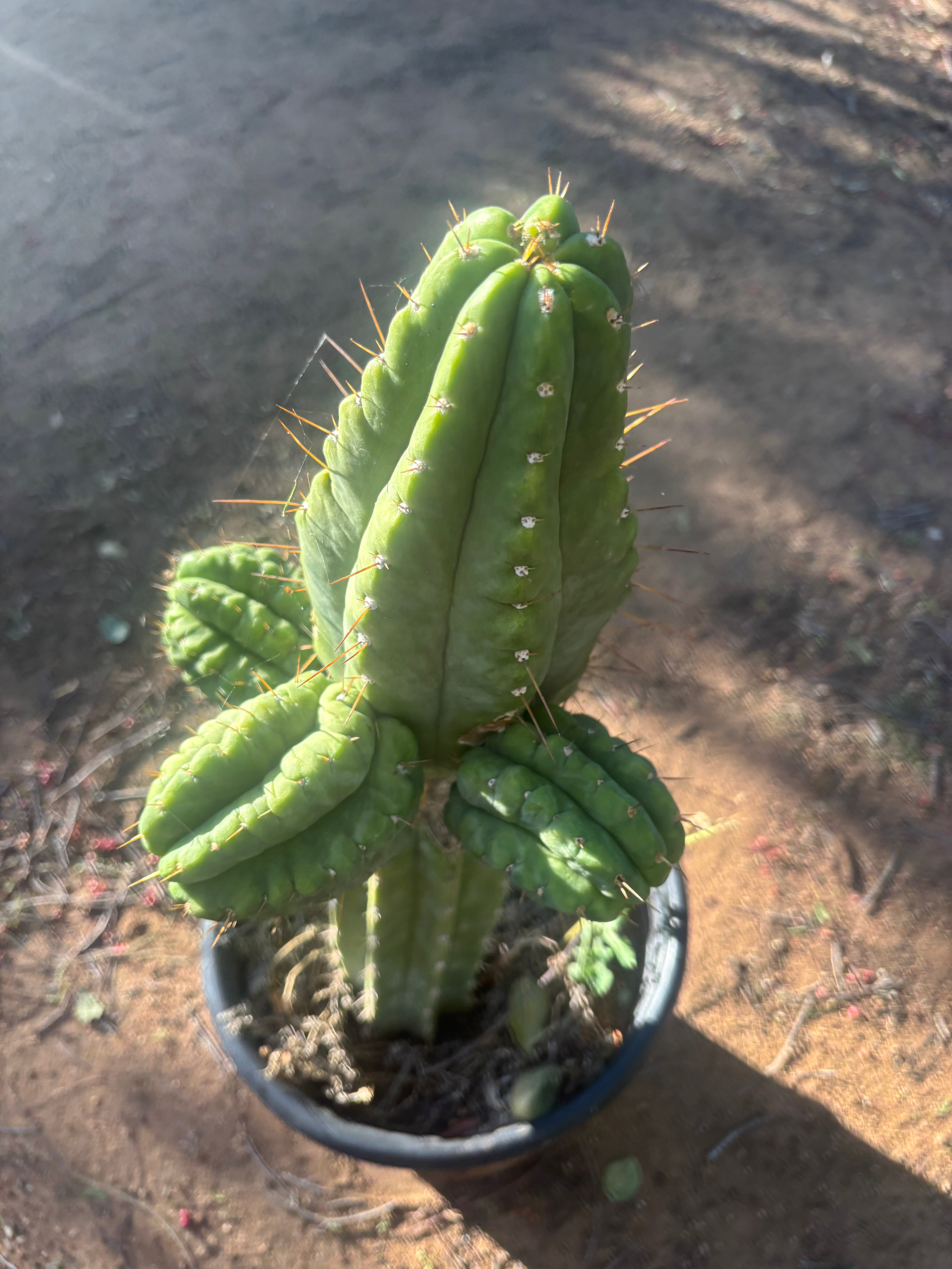 💎👑💎 Havran — Biggest Rooted Graft Ever!
