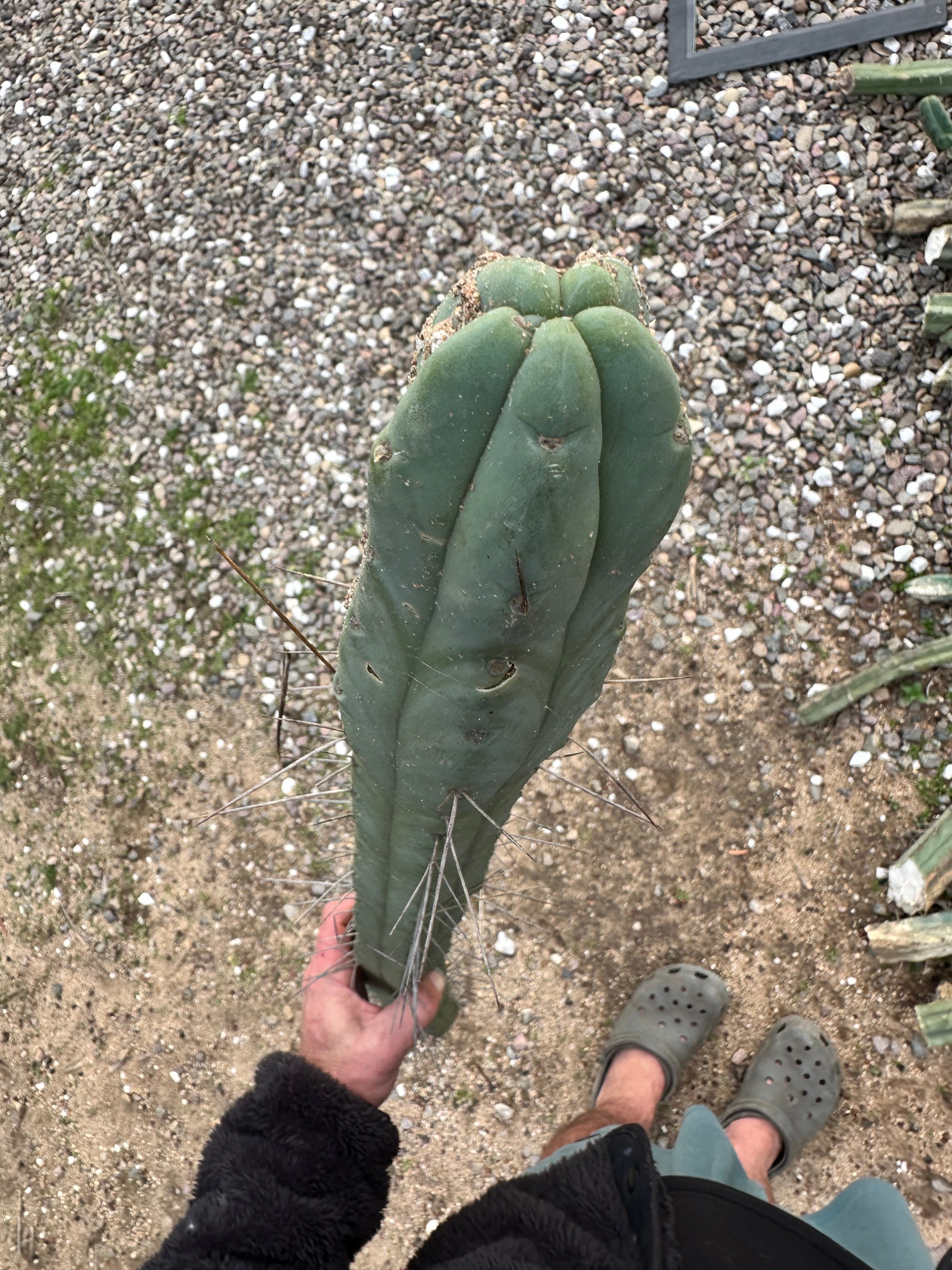 🌶️🌶️ Dulzura 12” MIDS