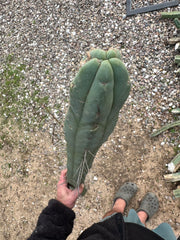 🌶️🌶️ Dulzura 12” MIDS