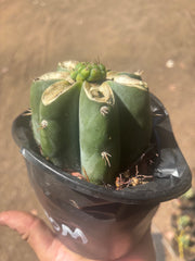 💎🌶️🌶️ NOM — Pup Graft On Rooted Shine01