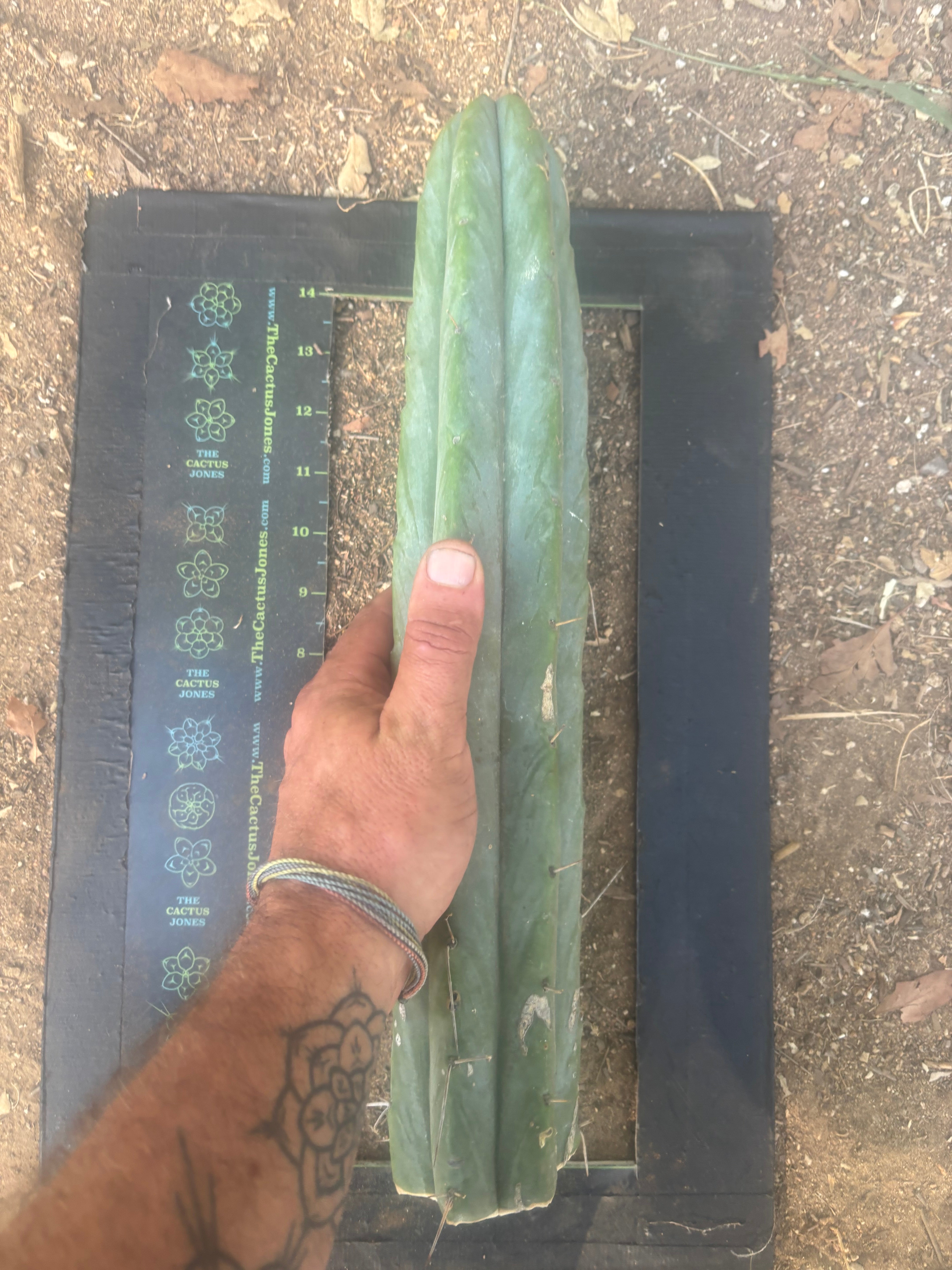 👑🌶️🌶️  Jiimz Twin — XL 15” Tip