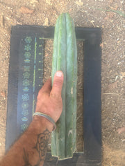 👑🌶️🌶️  Jiimz Twin — XL 15” Tip