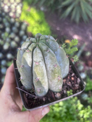 👑🌶️ Shine01 — Fat Rooted Tips