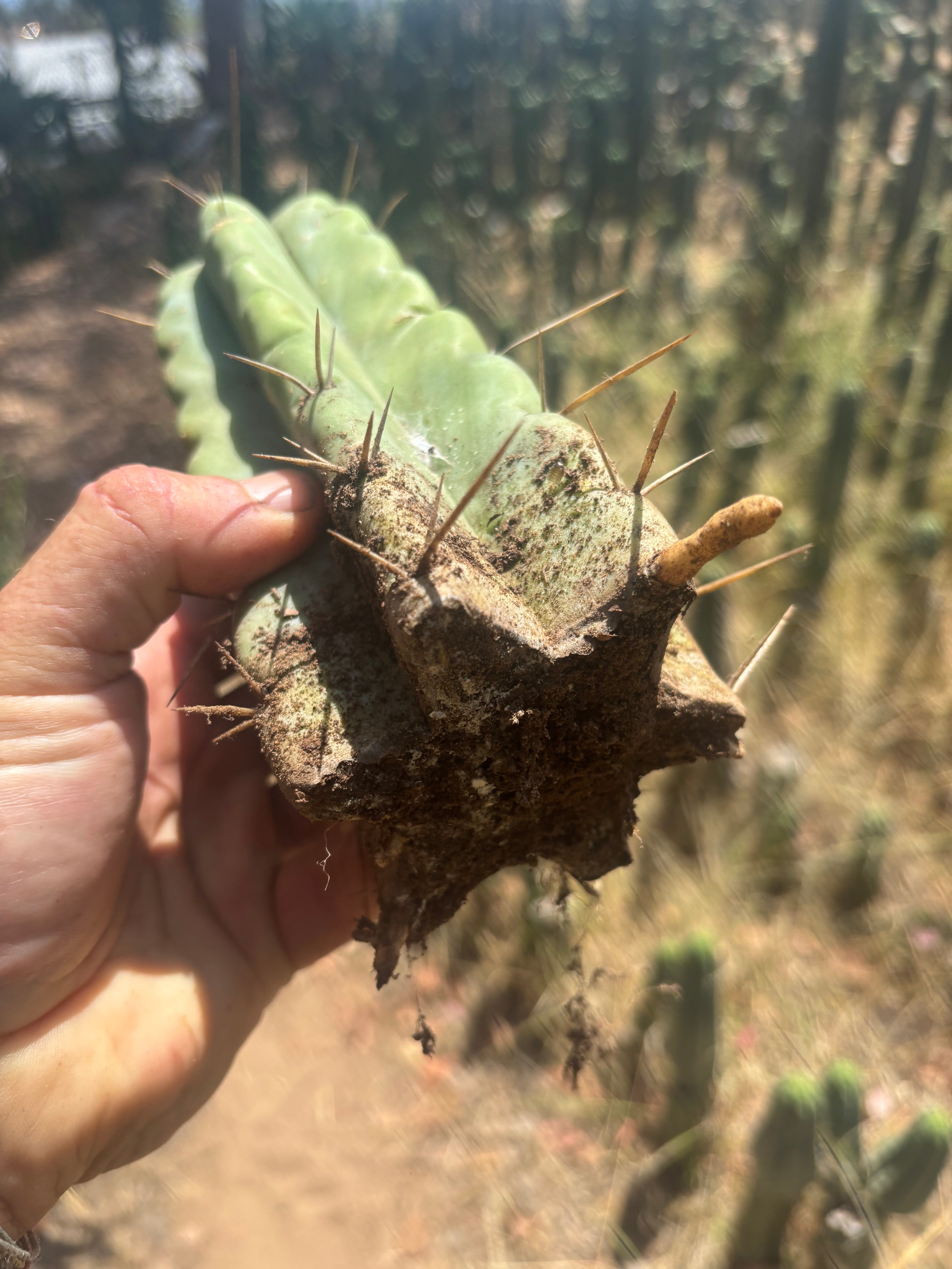 💎💎🌶️🌶️ NOM — 9” Tip, Throwing Roots
