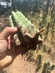 💎💎🌶️🌶️ NOM — 9” Tip, Throwing Roots
