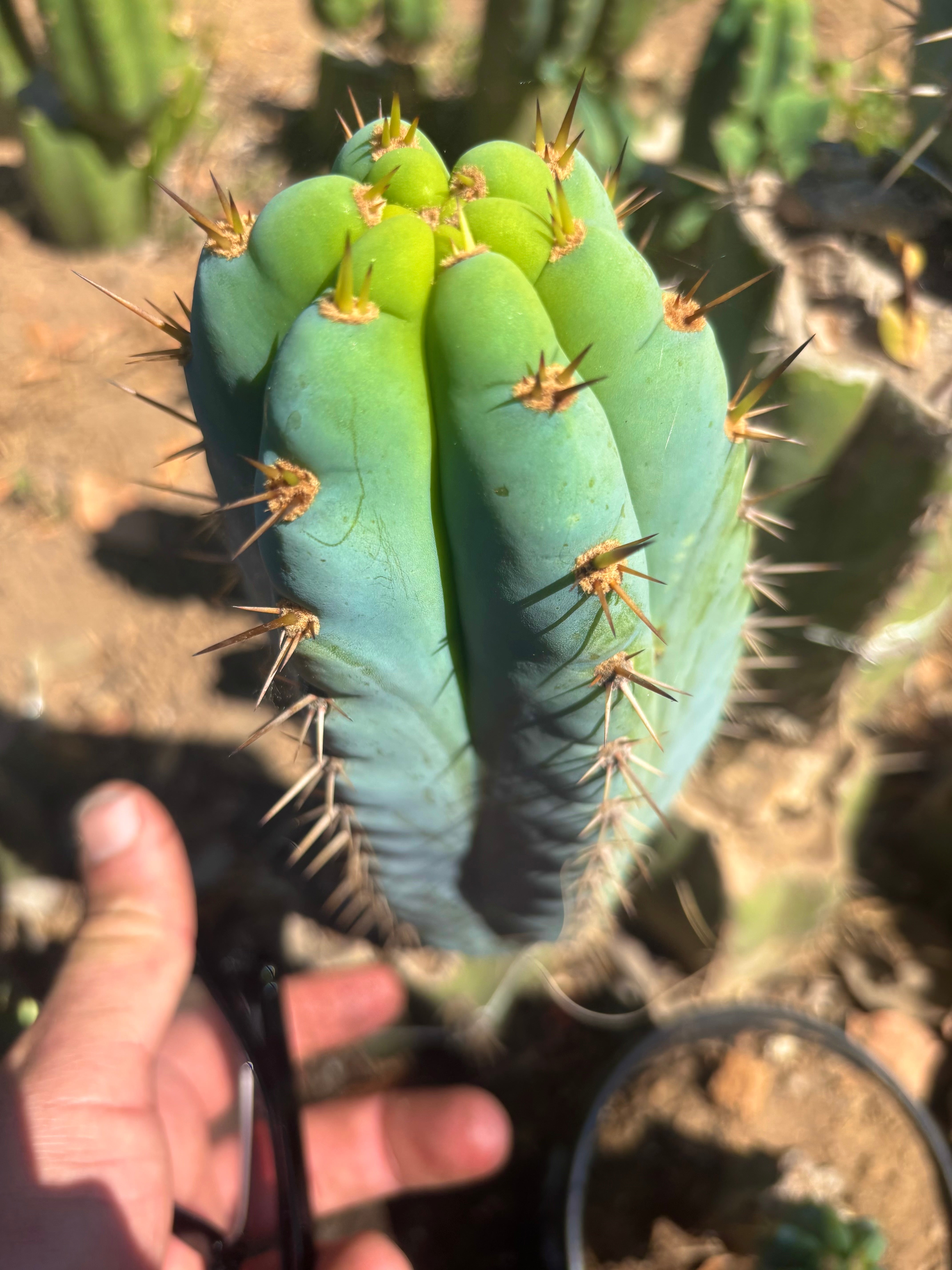 💎👑 Ridiculous — 9” Pup