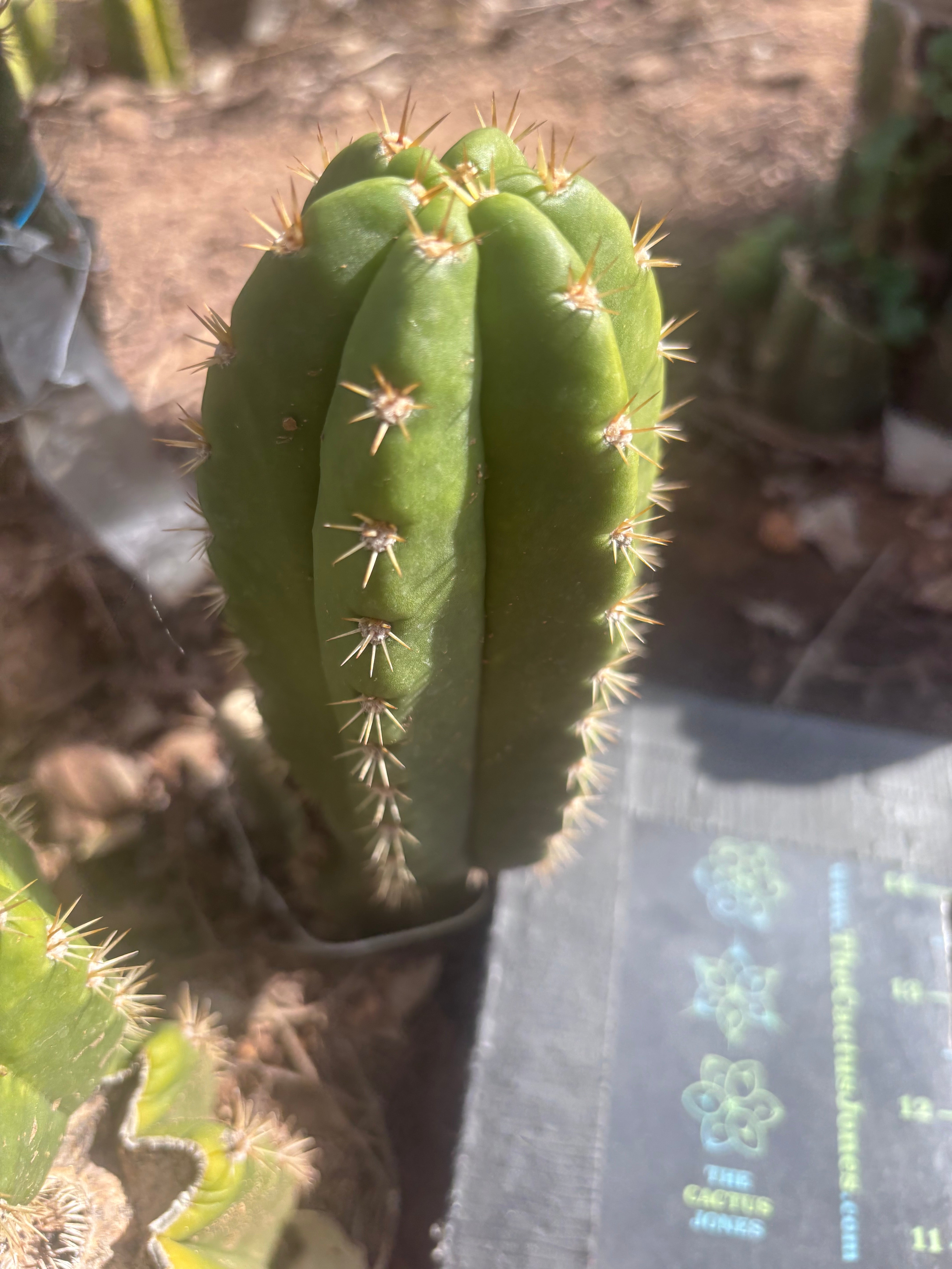 💎👑💎🌶️ CareBear — 6” Pup