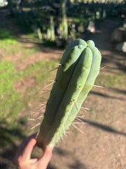 👑🌶️ Hammer2 — XL 17” Tip