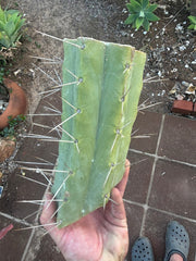 👑🌶️🌶️ Eileen — 10” Mega Mid