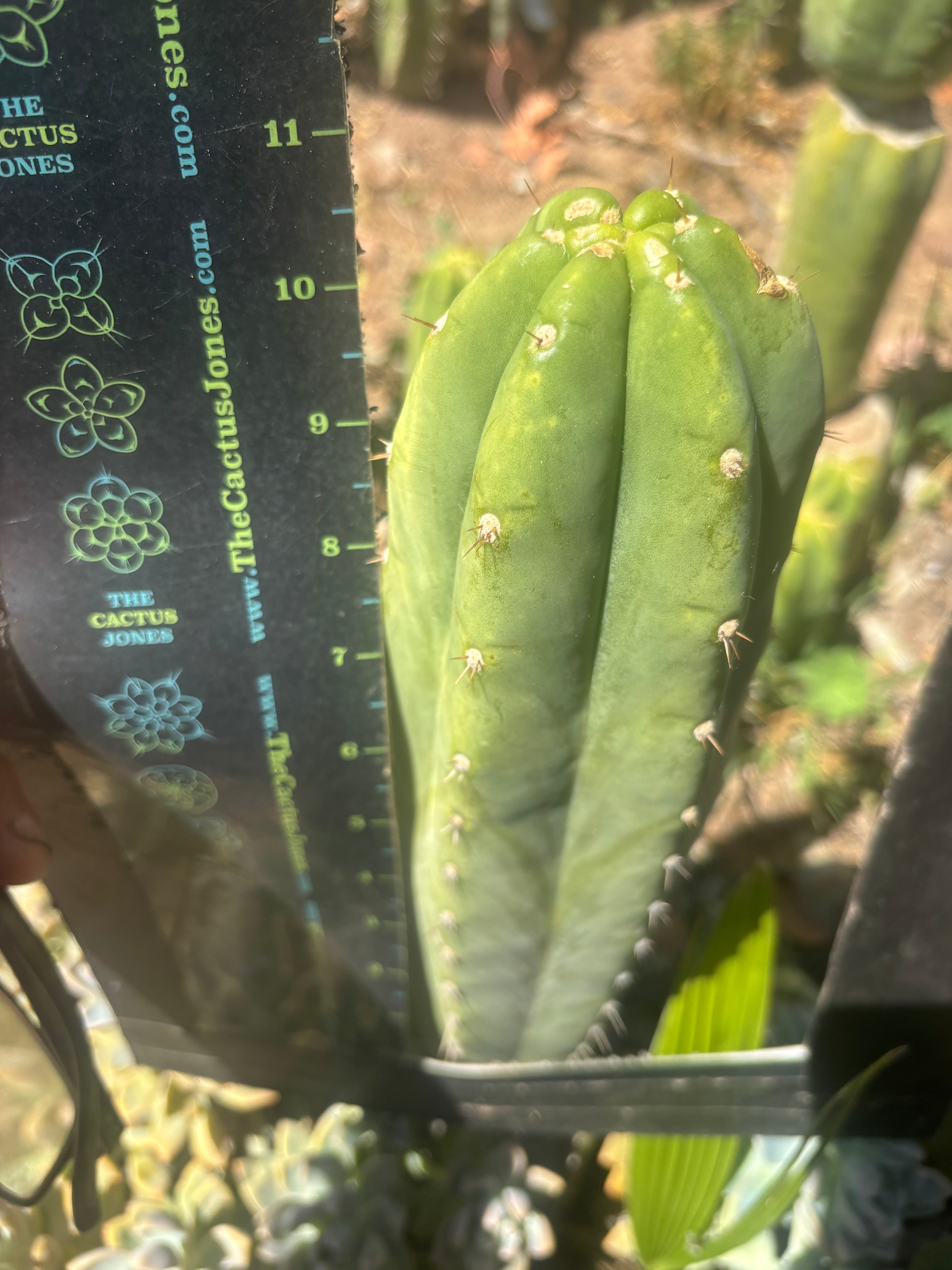 👑🌶️🌶️ Landfill — Another 11” Tip