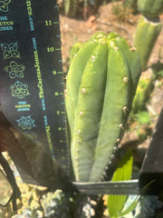 👑🌶️🌶️ Landfill — Another 11” Tip