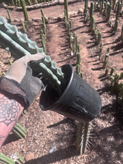 💎 Stenocereus Beneckei — XL 21” Fully Rooted