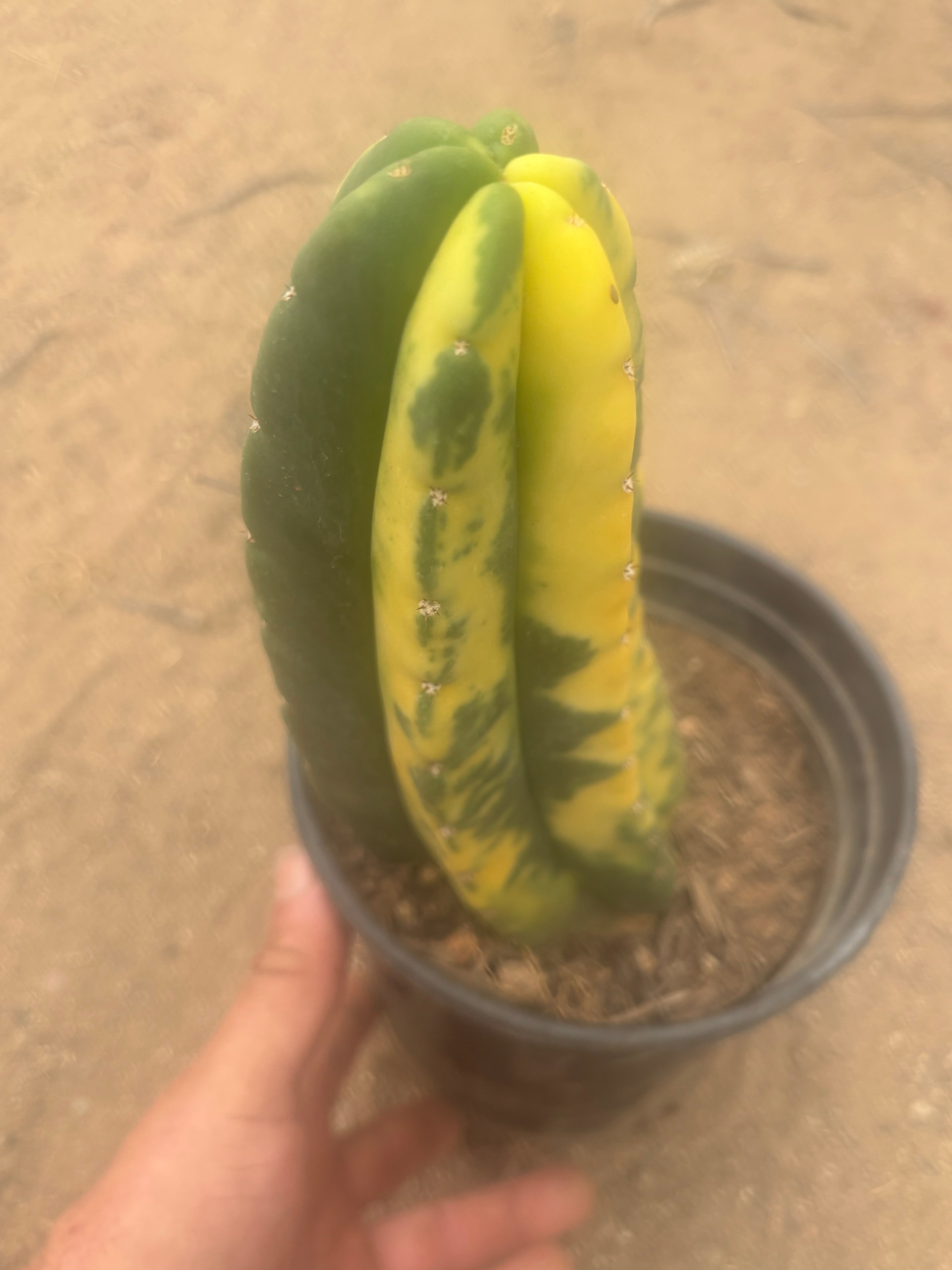 💎🔰💎💎 FVV3  — Fully Rooted 8” Pup