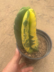 💎🔰💎💎 FVV3  — Fully Rooted 8” Pup