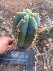 💎👑 Rosei 2 — 12” Pup