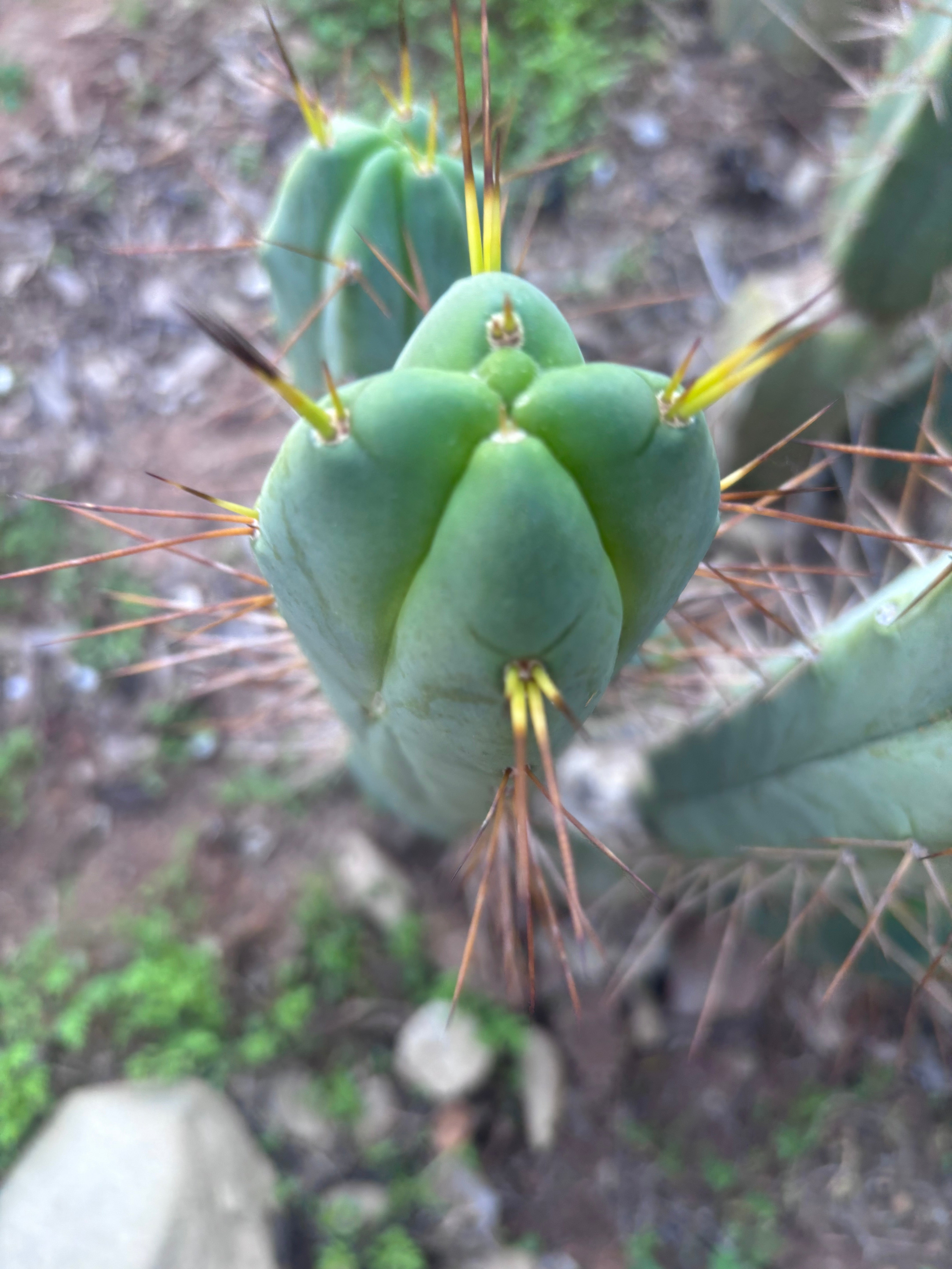 👑💎🌶️ Shulgin — 13” Fourwang Pup