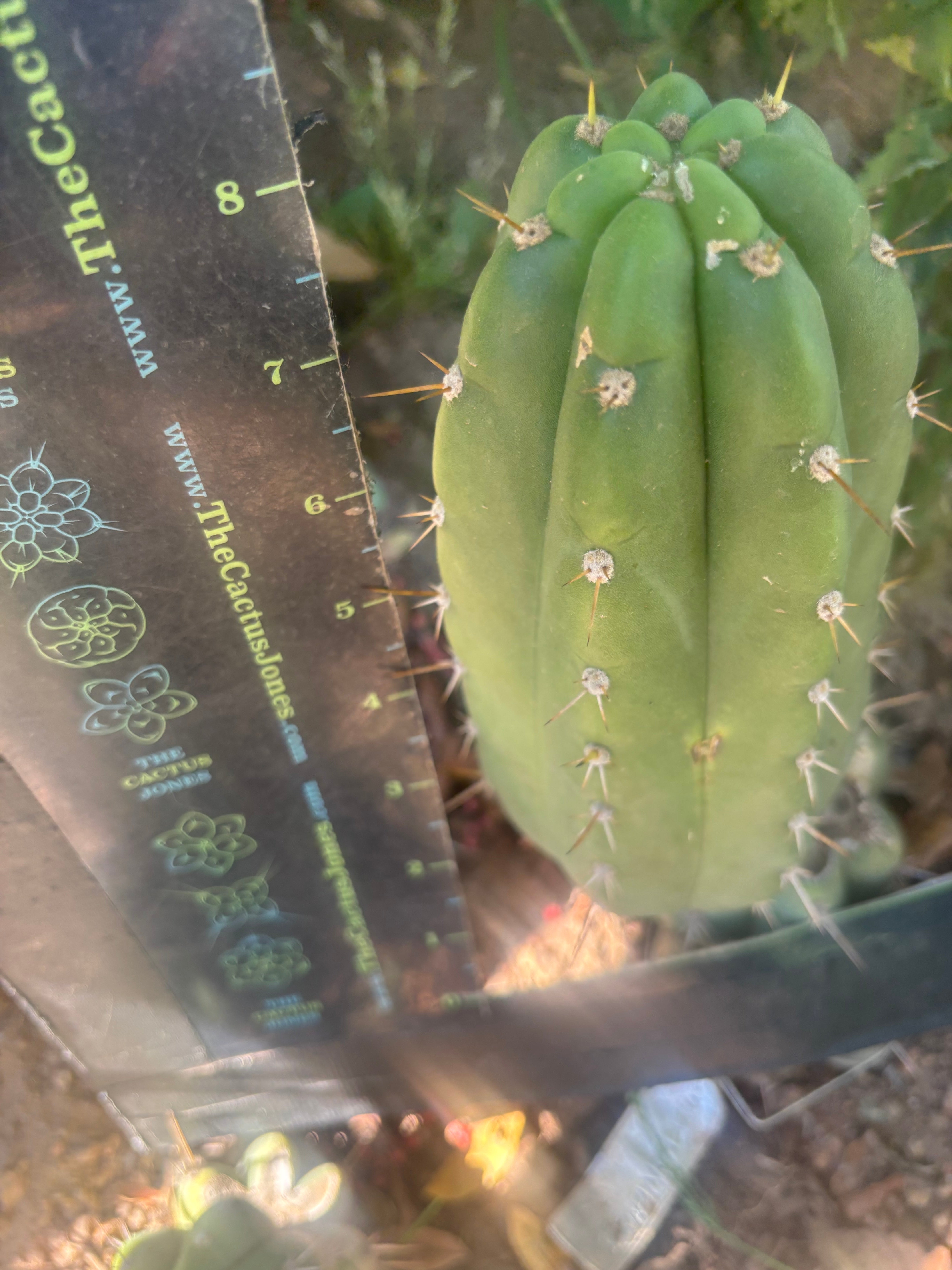 💎👑🌶️ Maranonensis — Chonky 8” Pup