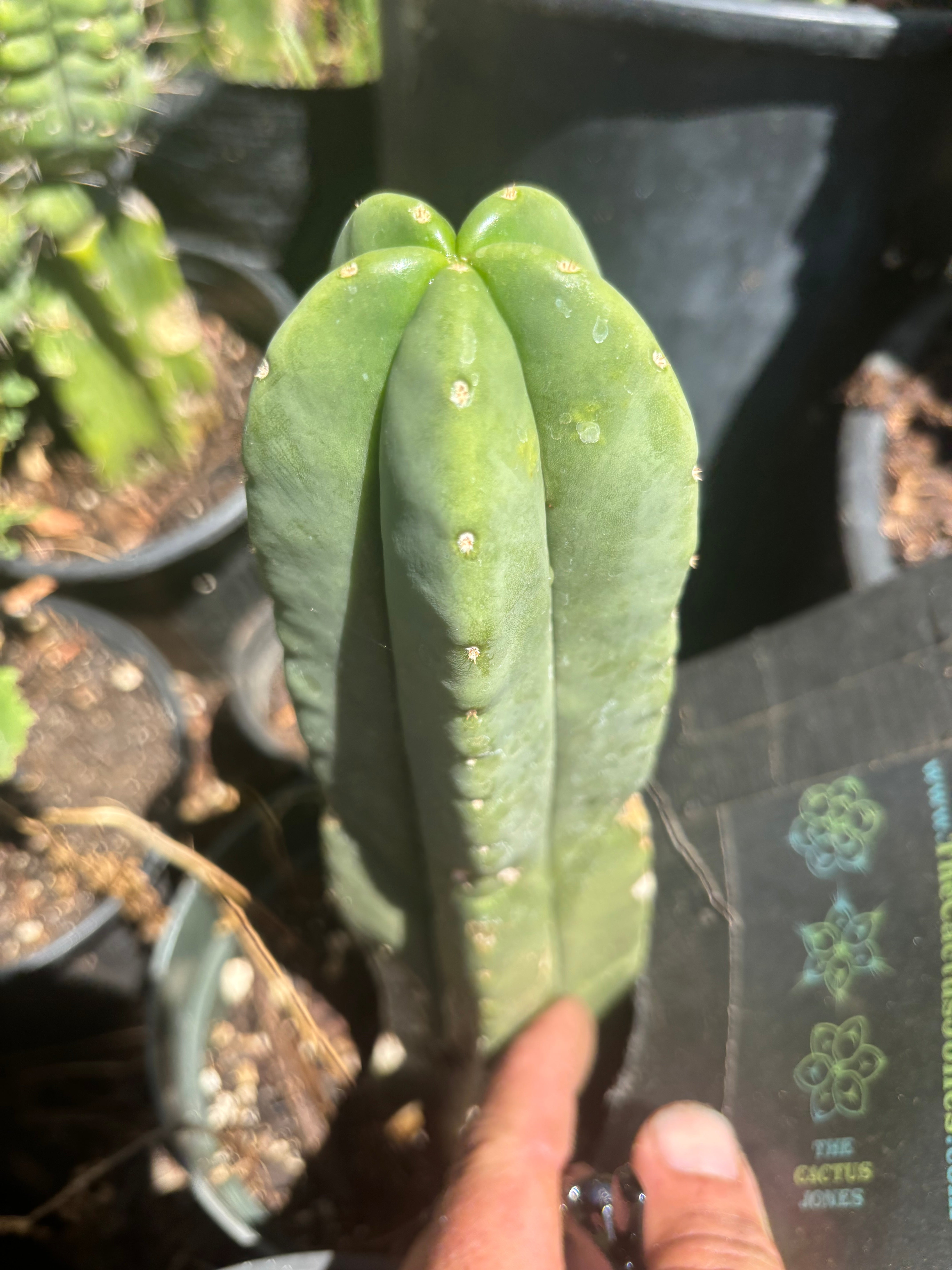 👑 Bondi Beach — 6” Tip