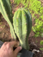 👑🌶️🌶️ Landfill — 9” Tip