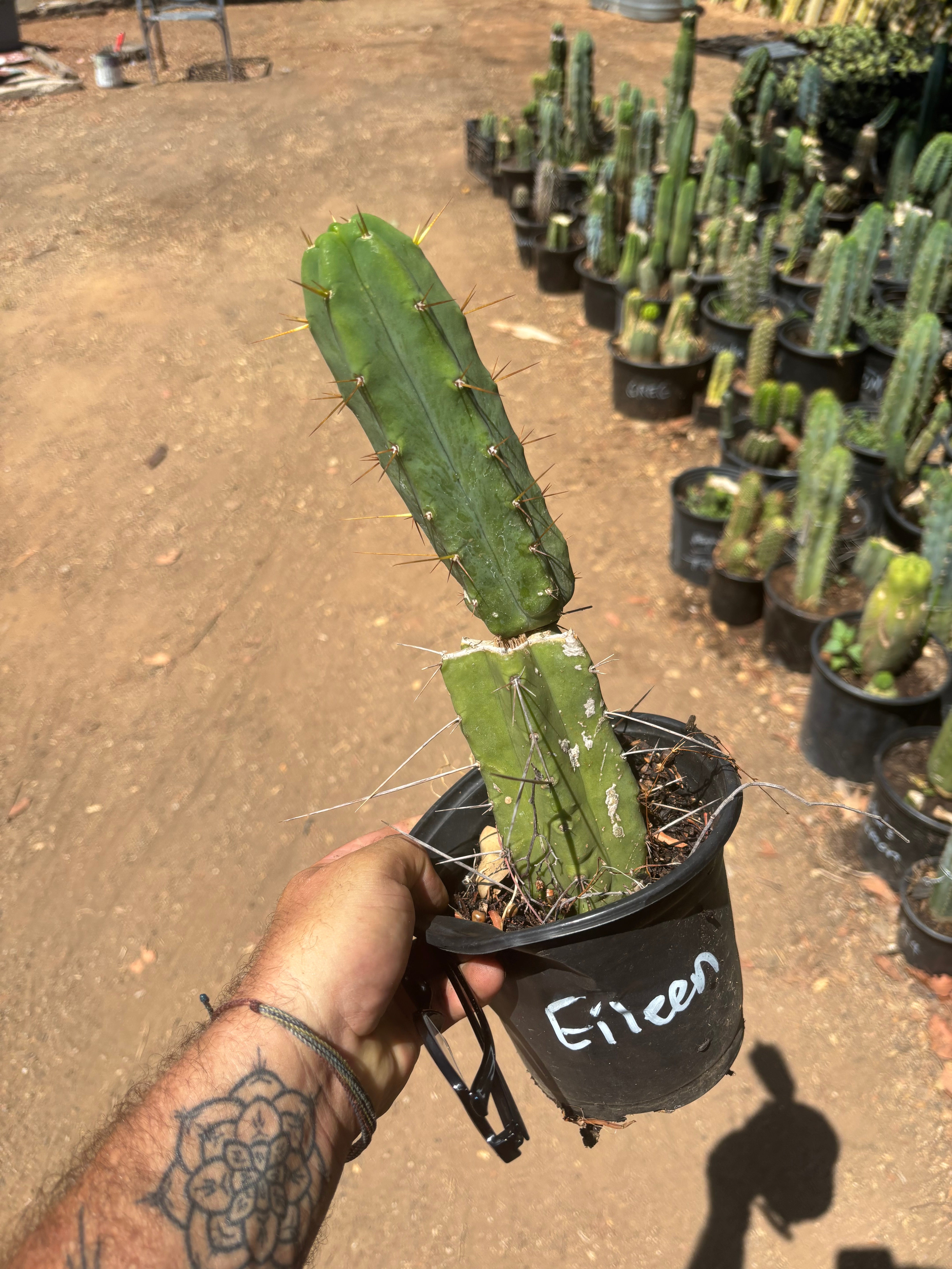 👑🌶️🌶️ Eileen — Rooted Mid with Pup