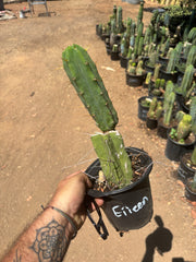 👑🌶️🌶️ Eileen — Rooted Mid with Pup
