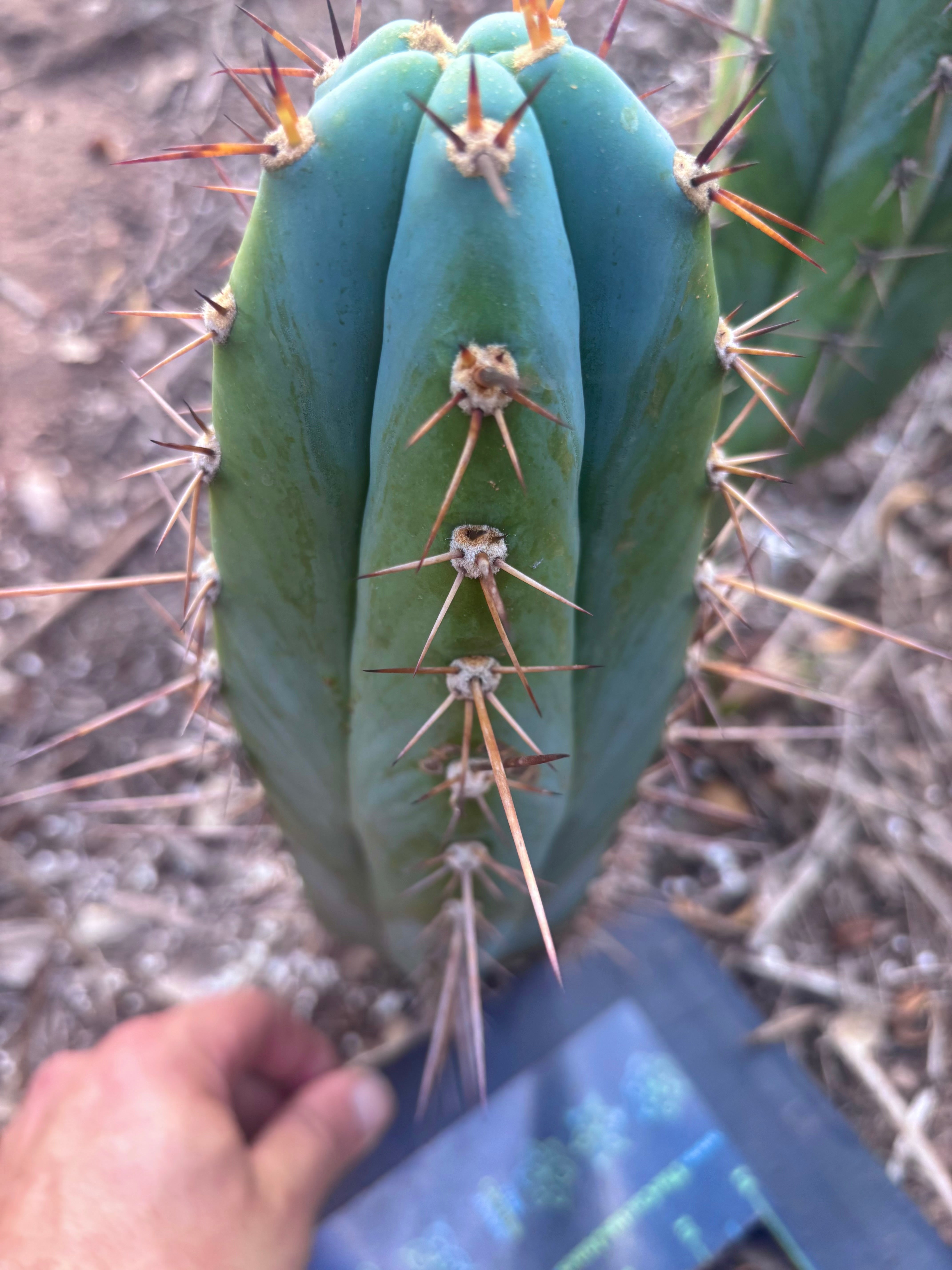 💎👑 Rosei 2 — 12” Pup