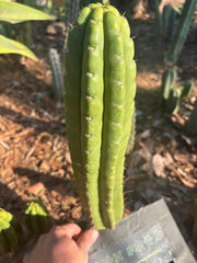 👑🌶️ Lima — XL 14” Pup