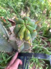 💎👑💎🌶️ MJC01  — Jumbo Graft with Fat Pup