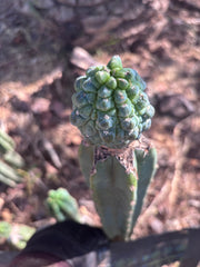 👑💎 Aaaand Again … Another Glorp Graft