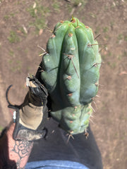 💎🌶️🌶️ NOM — Beefy 10” Tip