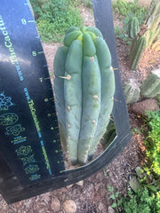 💎👑🌶️🌶️ Austy’s Bomb — 9” Tip