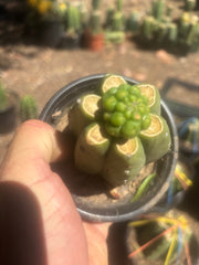 💎👑💎 Havran — Pup Graft on Rooted Pierre