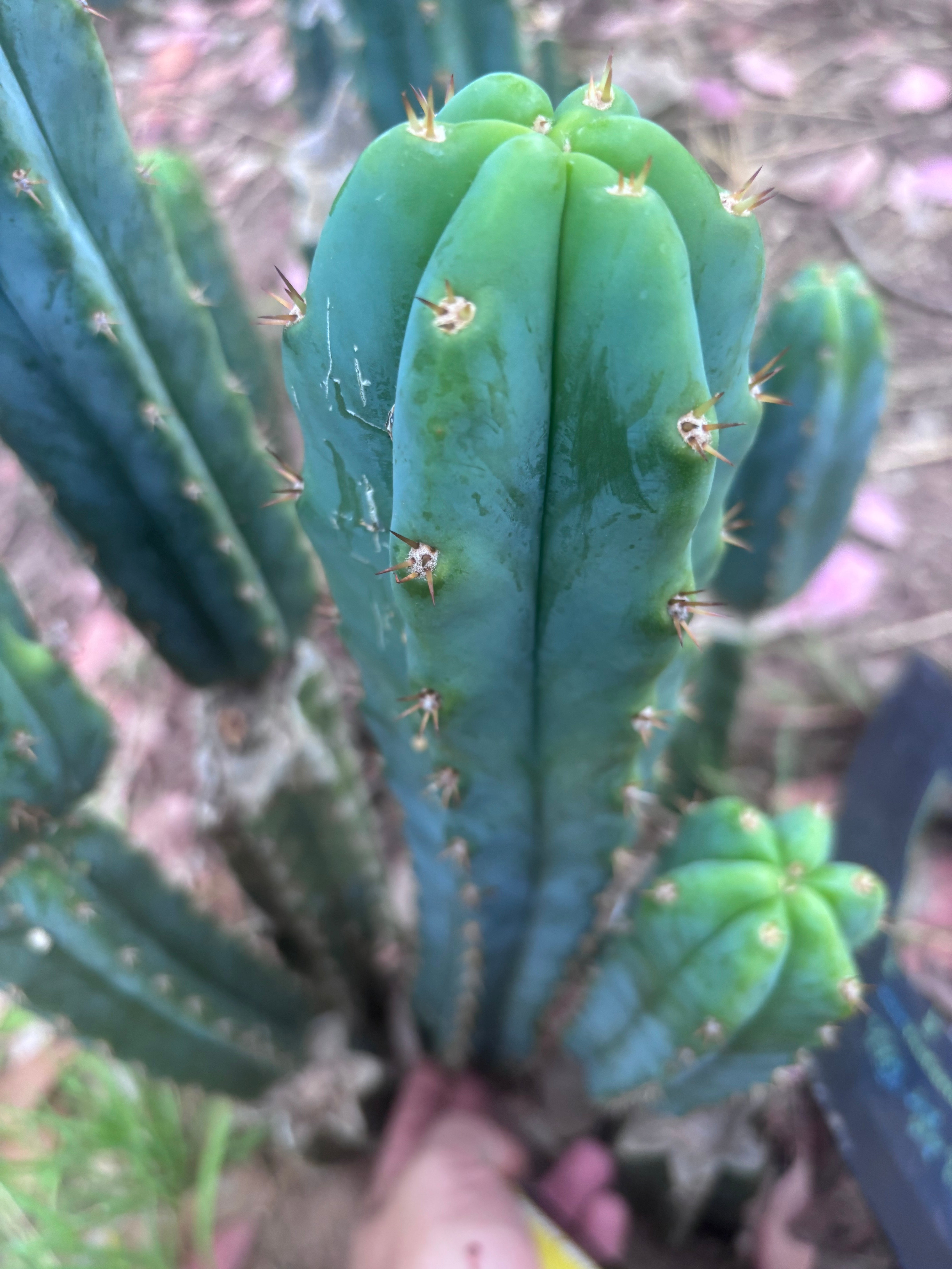 🌶️🌶️ NoidTwo — XL 14” Tip