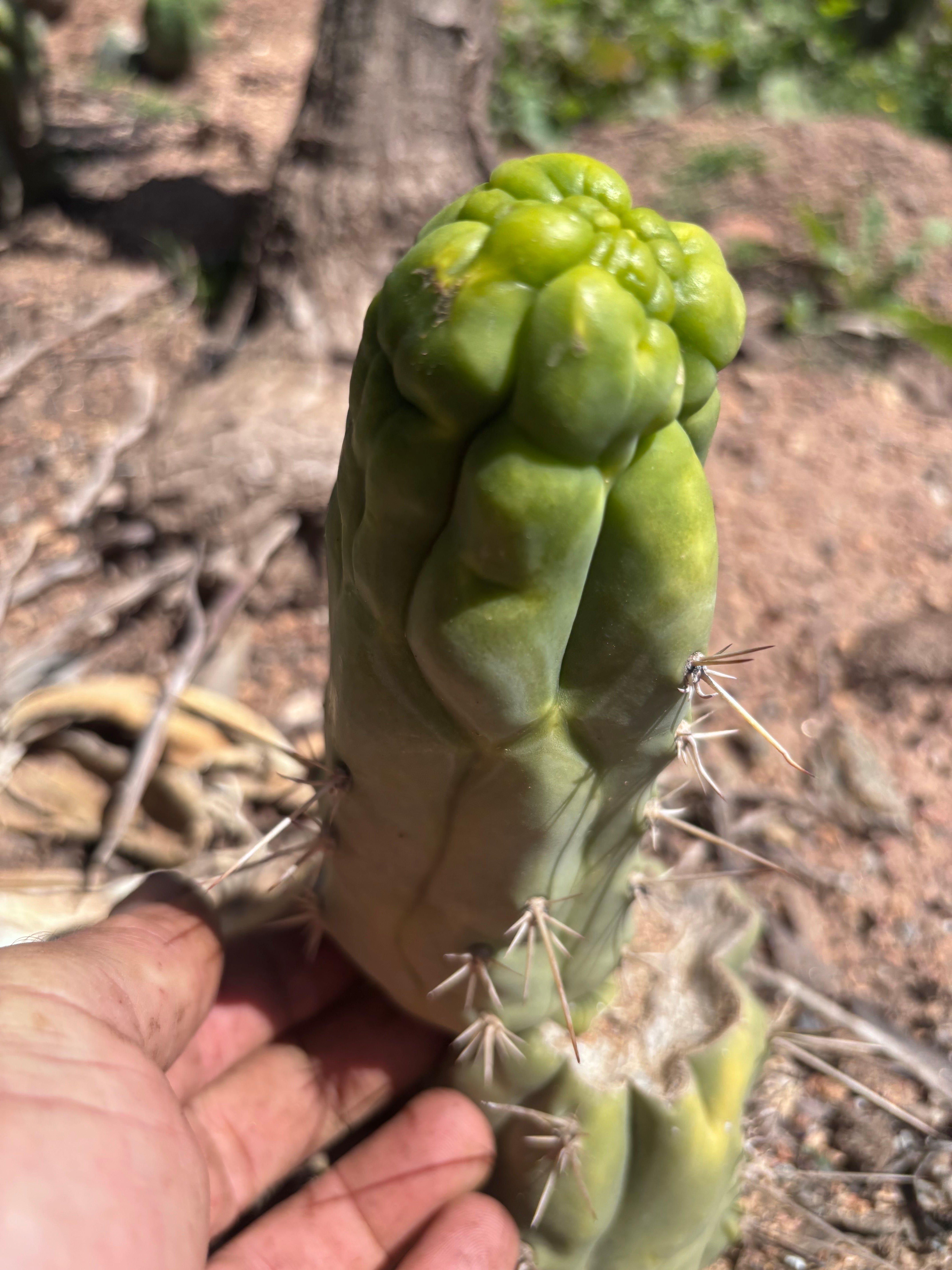 💎👑 Bruce’s Dragon — 6.5” Pup